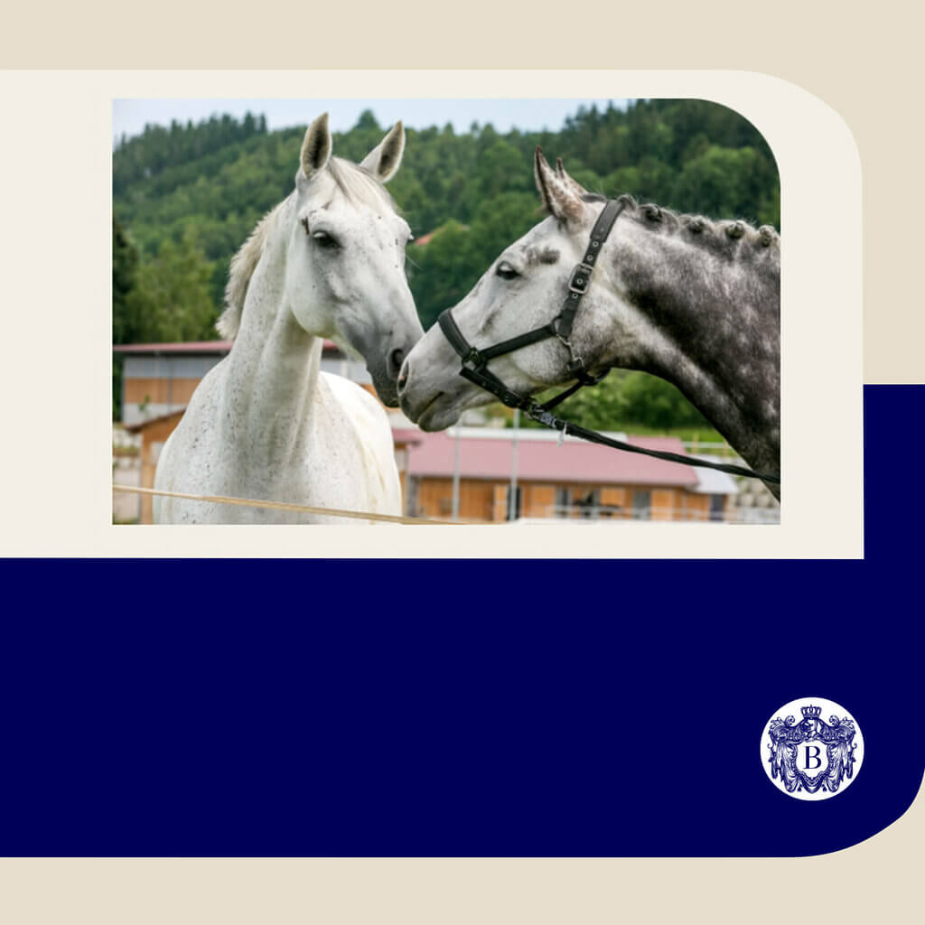 Pferdehof Balthasar Kachel